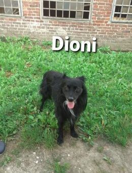 Dioni mittelgroß sucht Zuhause - Wettenberg