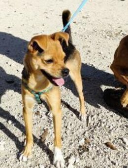 Charo; kleine Menschenfreundin - Geilenkirchen