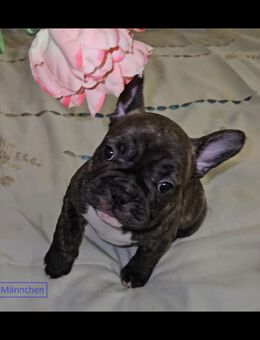 Reinrassige Französische Bulldoggen Welpen – kleine Herzensbrecher suchen ihr Zuhause - Duisburg
