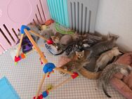Bkh kitten 12 Stück ab sofort - Oberndorf (Neckar)