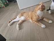 Kater - Cottbus
