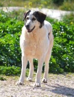 Lucinda hat schon viel gelitten - Mettmann