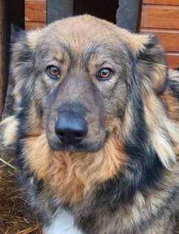 Aslan 68 cm - Alpenrod