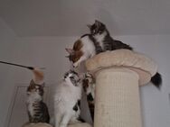 Maine Coon Kitten Ende Juli auszugsbereit - Rostock Reutershagen