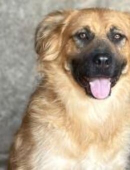 Bobby, der Gelassene 🐾 - Elsdorf (Nordrhein-Westfalen)