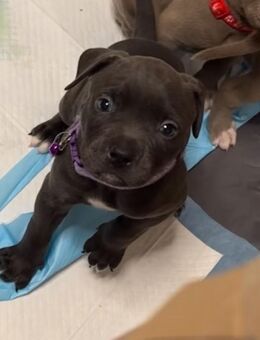 🐶 Liebevoll aufgezogene Bully XL Welpen suchen ein wunderschönes Zuhause 💕 - Berlin