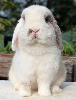 Minilop, Zwergwidder, Rammler, 1 Jahr - Burgstädt