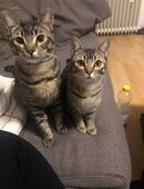 2 Katzen suchen ein neues Zuhause in 47198