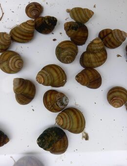 Sumpfdeckelschnecken, Algenfresser für den Gartenteich - Hohenroth