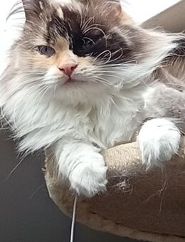 Heilige Birma Ragdoll Katze - Bochum Langendreer