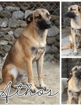 Sanfter Vierbeiner Athos sucht Familie - Bissingen