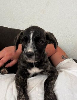 Cane Corso mix Welpen - Baesweiler