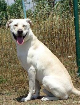 Lucas geht mit Ihnen durch dick undduenn - Brunstorf