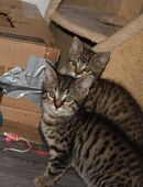 🐾 Dante & Dexter – zwei kleine Chaos-Kommandanten suchen ihr Personal 🐾 in 73345