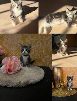 Maine Coon Mix - Eilenburg Zentrum