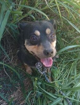 Benny - super süß und mega lieb - Overath