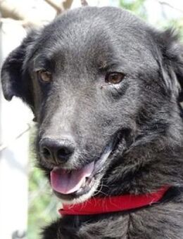 ZONI bangt um sein Leben - Gefrees