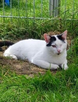 💖 Sanfter Oreo möchte ankommen 💖 - Eislingen (Fils)
