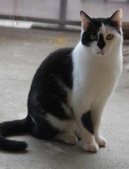 Lieber Tommy (Felv pos.) - Margetshöchheim