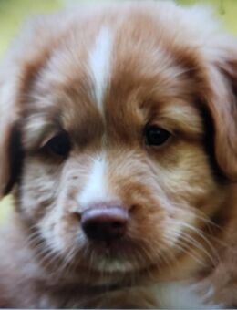 Bildhübsche Nova Scotia Duck Tolling Restriever - Neuhaus (Inn)