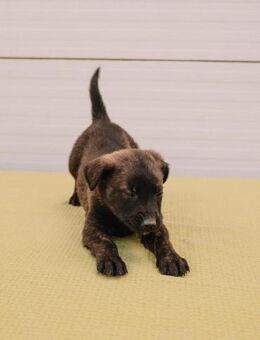 Held Sokka - Ellerbek