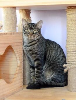 Cobra aus dem Tierschutz - Grevenbroich