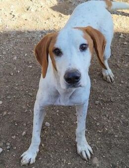 Bracken-Bub Tilly: wahrer Sonnenschein - Hamburg