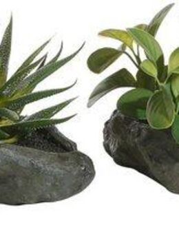 Kunstpflanze Sukkulenten, Home affaire, Höhe 12 cm, 4er Set