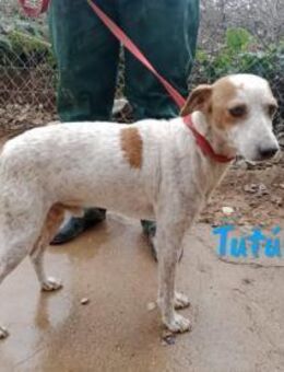 Tutú - souverän und lernwillig - Heppenheim (Bergstraße)