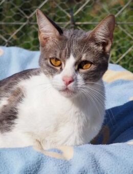 WENDY - junge zierliche Schmuse-Katze - Kempen