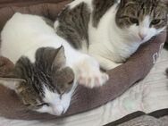 Xara & Zoi suchen ihr Für-immer-Zuhause - Walluf