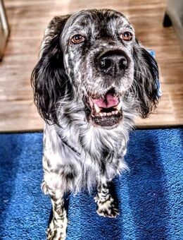 🧡Simba - in Detschland zur Pflege - Würzburg