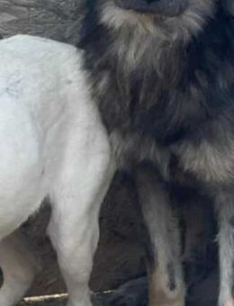 Zauberhafter MELMAC sucht Zuhause! - Neuberg