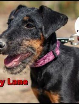 Welpe Penny Lane sucht ein Zuhause - Margetshöchheim