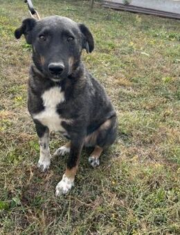 Herzenshund GINO sucht liebes Zuhause - Schlitz