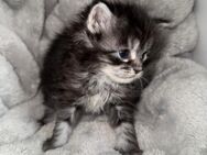 Maine coon Kitten - Emmendingen