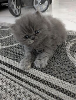 Reinrassige Perser Kitten blau - Zülpich