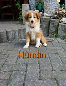1 Collie Welpe - Mülverstedt