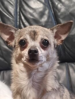Chihuahua sucht Prinzenplatz - Bockenem