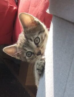 BKH Tabby kitten - Frankfurt (Main)