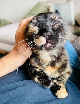 Junge, liebevolle Katze (7 Monate, weiblich) sucht neues Zuhause – geimpft & entwurmt - Hachenburg