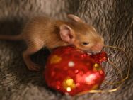 Degu Babys in Creme, Agouti, Blau und gescheckt - Oberhausen