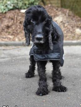 BLACKY - Donzdorf