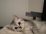 5 Britisch-Kurzhaar-Mix Kitten 3 süße Jungs suchen noch ein Zuhause! - Hamburg Wandsbek