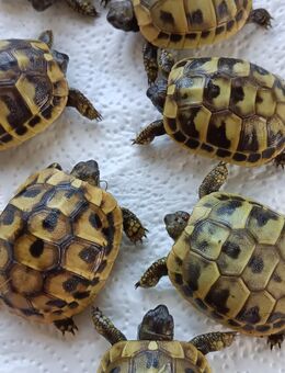 Griechische Landschildkröten (Thb) NZ 2024 - Burtenbach