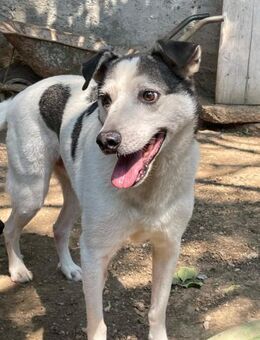 🐶❣️ schüchterner Freddy sucht...❣️🐶 - Eislingen (Fils)