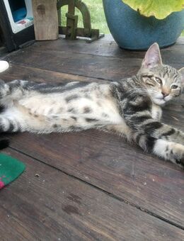 Paulchen, 13 Wochen, Maincoon Mix mit Russisch-blau - Hamburg