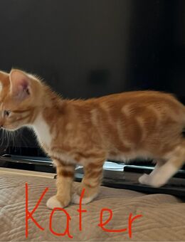 Süße Kätzchen Kitten Kater 3 Monate alt - Sögel