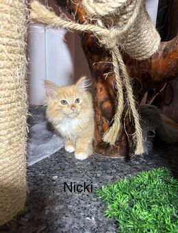 Sibirische Waldkatze - Laudenbach (Bayern)