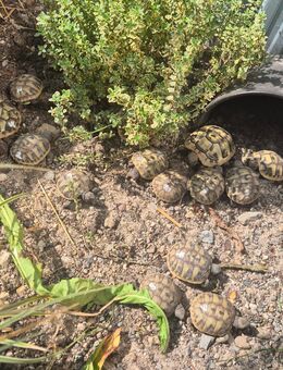 Griechische Landschildkröten - Altenahr